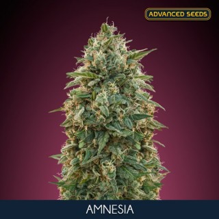 Amnesia 100 u. fem. Advanced Seeds