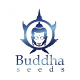 BUDDHA SEEDS