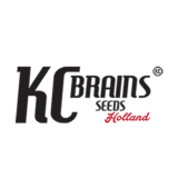 K.C. BRAINS REGULARES